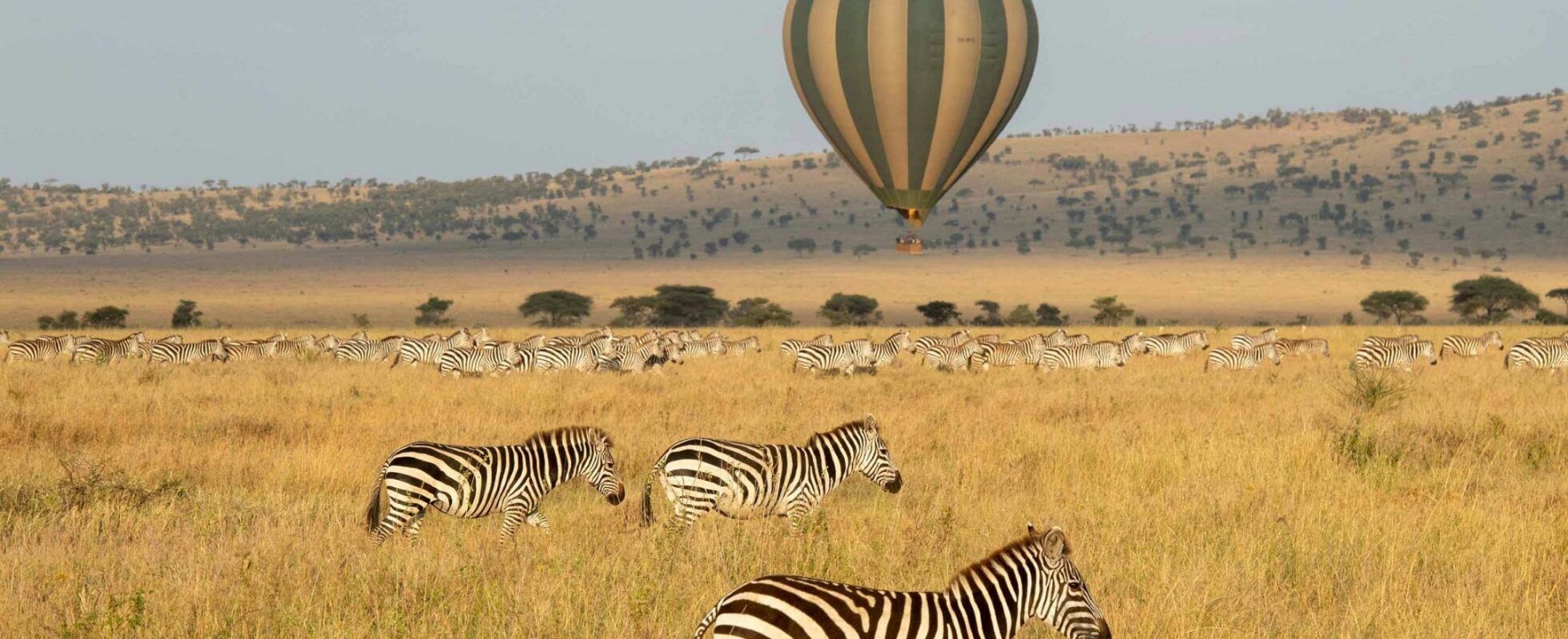 Heißluftballon fliegt über die Savanne und Zebraherden