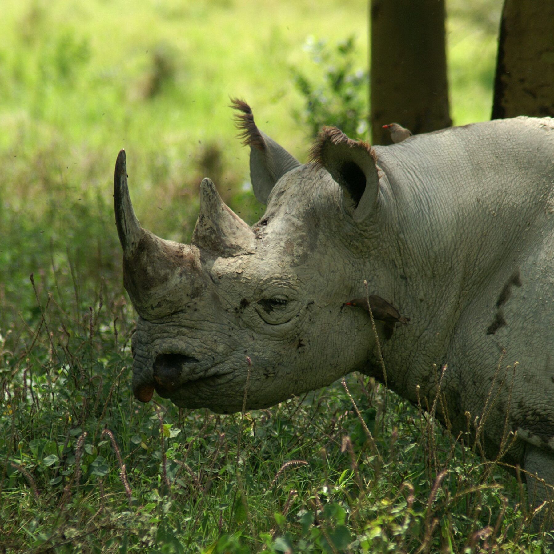 Spitzmaulnashorn steht im grünen Gras