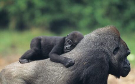 Gorillababy liegt auf dem Rücken der Mutter