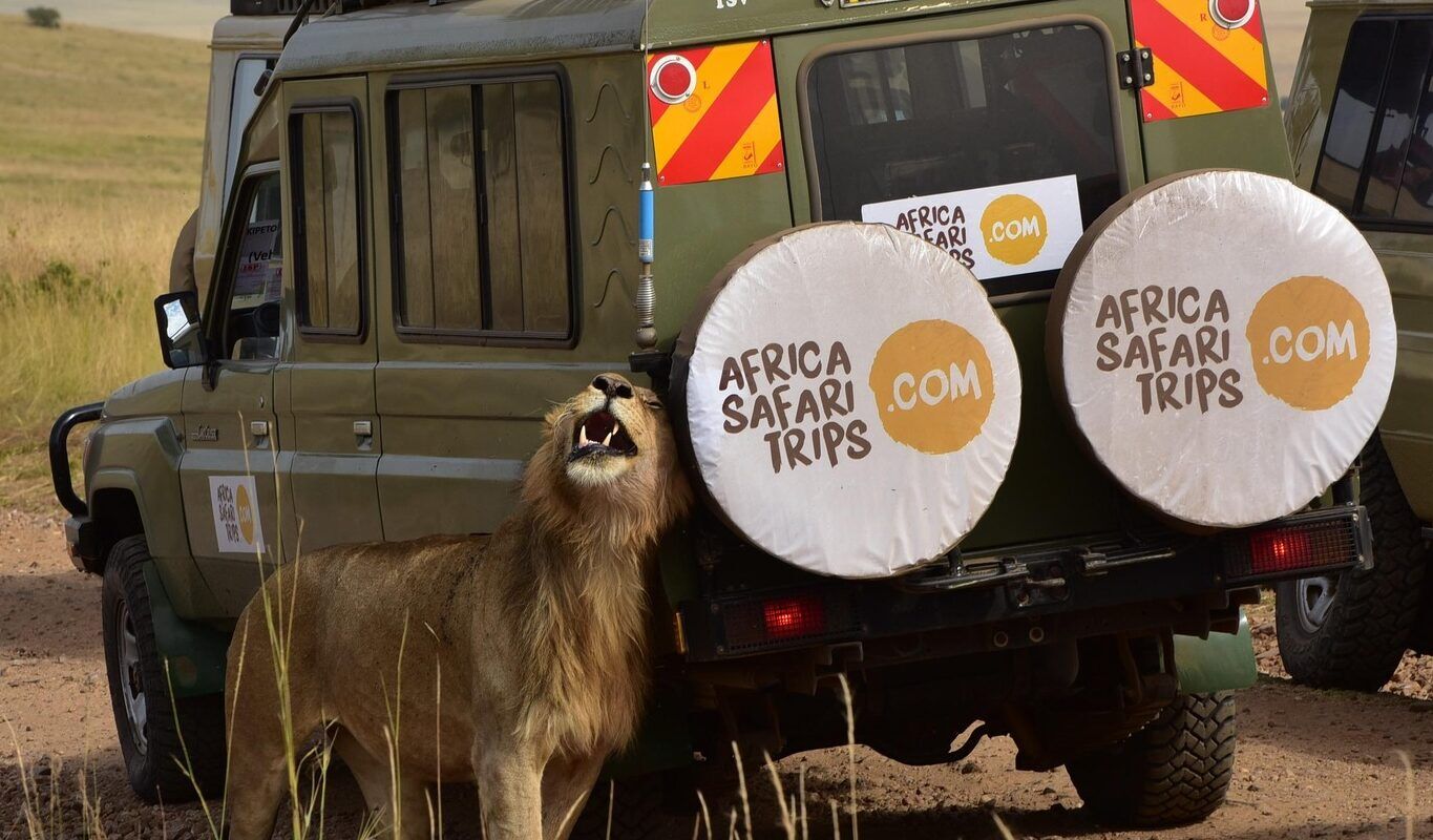 Jeep von Afrika Safari Urlaub mit Löwe