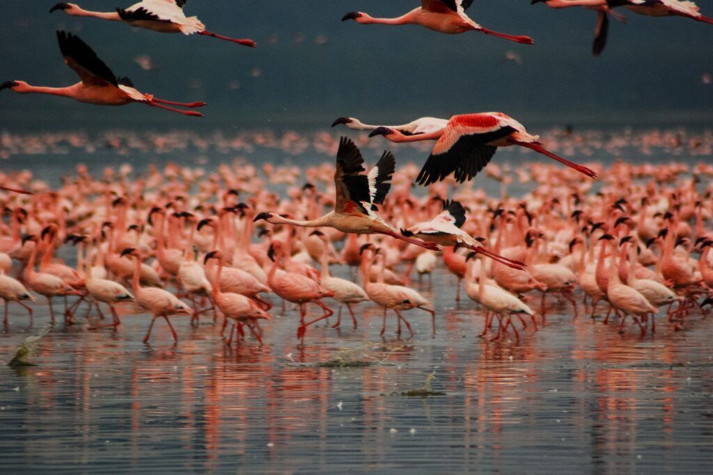 Flamingos im Lake Nakuro Nationalpark in Kenia