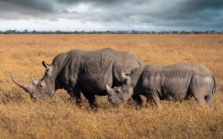 Zwei Spitzmaulnashörner im hellen Gras des Ol Pejeta Conservancy