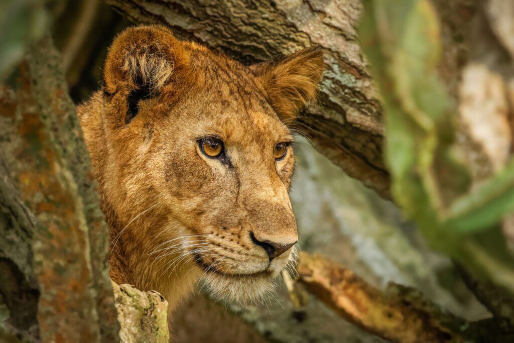 Löwin blickt durch Äste hindurch, Queen Elizabeth Nationalpark, Uganda