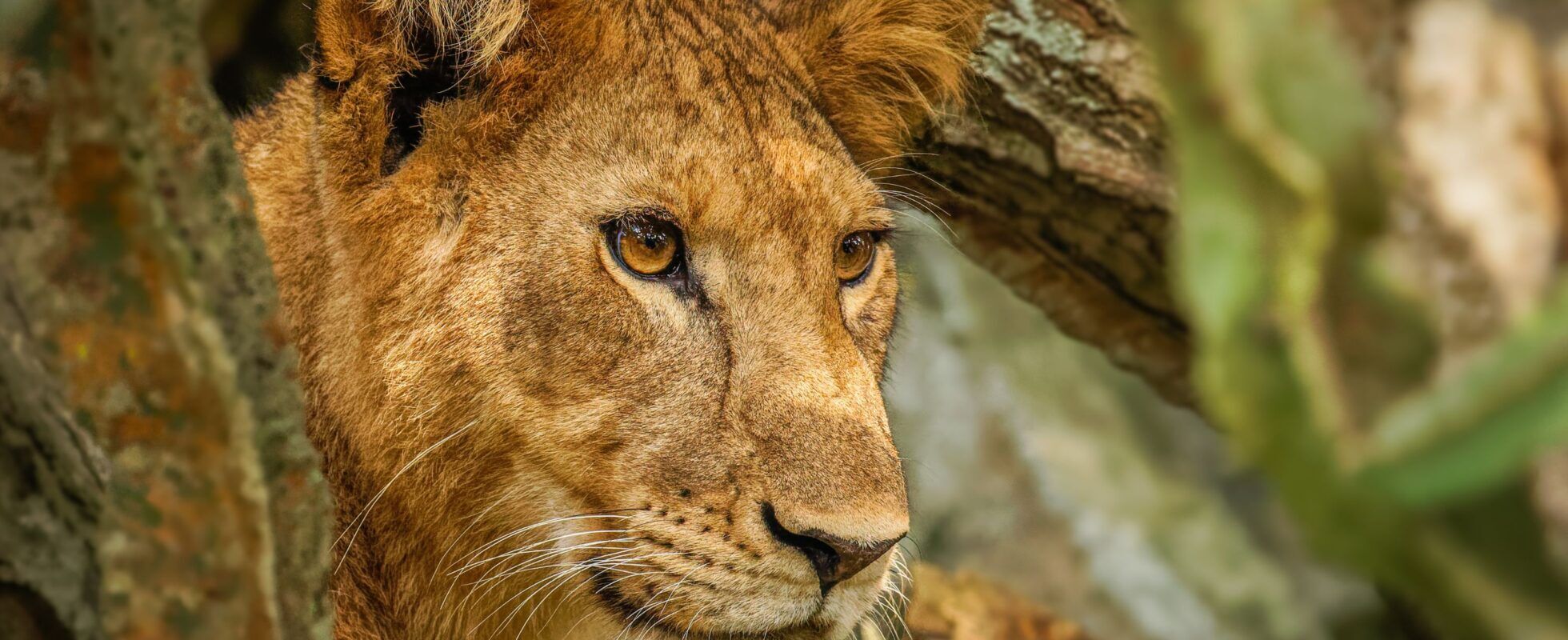 Löwin blickt durch Äste hindurch, Queen Elizabeth Nationalpark, Uganda