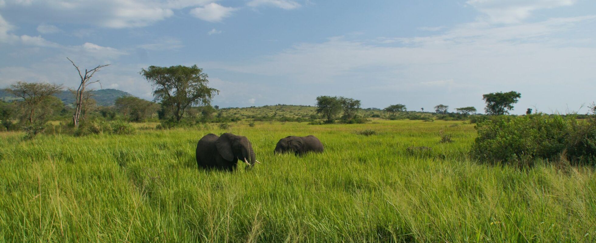 Elefantenherde im hohen Gras, Queen Elizabeth Nationalpark Uganda