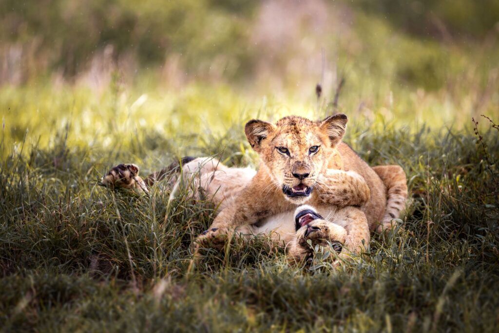 Zwei Löwenjunge spielen im grünen Gras, Tsavo West Nationalpark