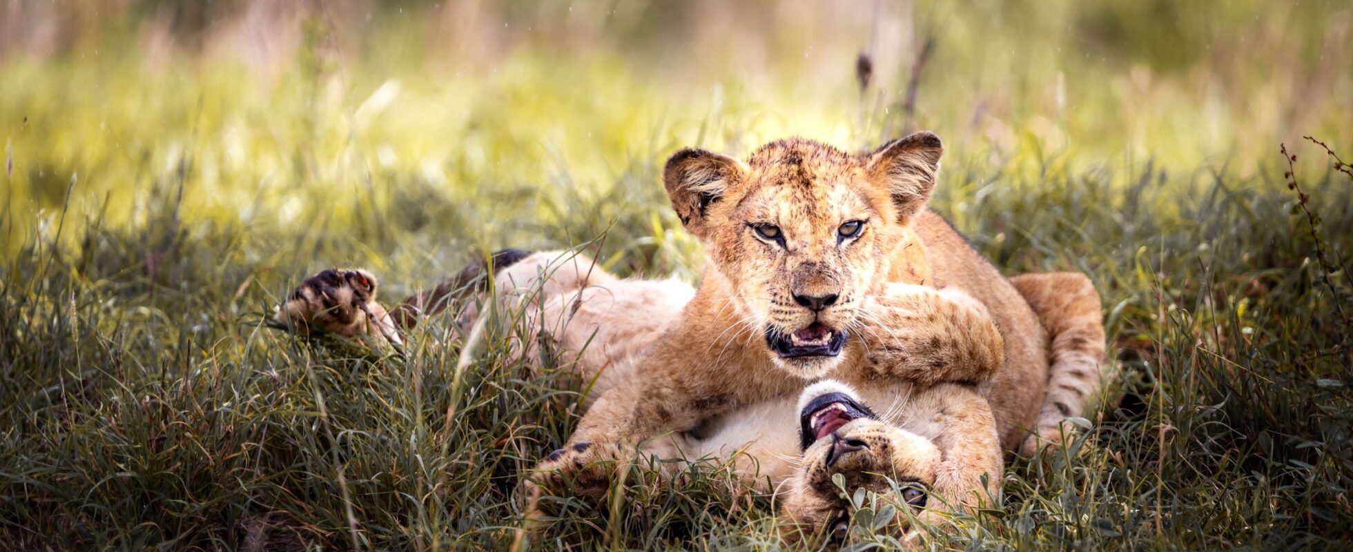 Zwei Löwenjunge spielen im grünen Gras, Tsavo West Nationalpark