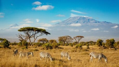 Zebras vor der Kulisse des Kilimandscharo, Amboseli Nationalpark