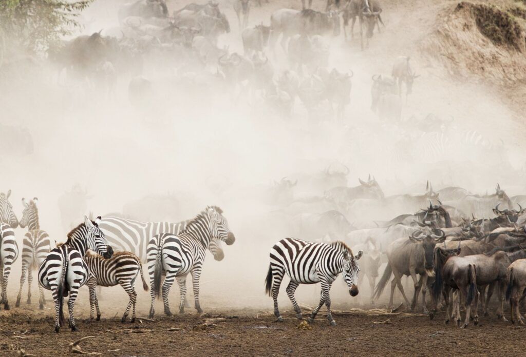 Große Tierwanderung der Zebras in der Masai Mara