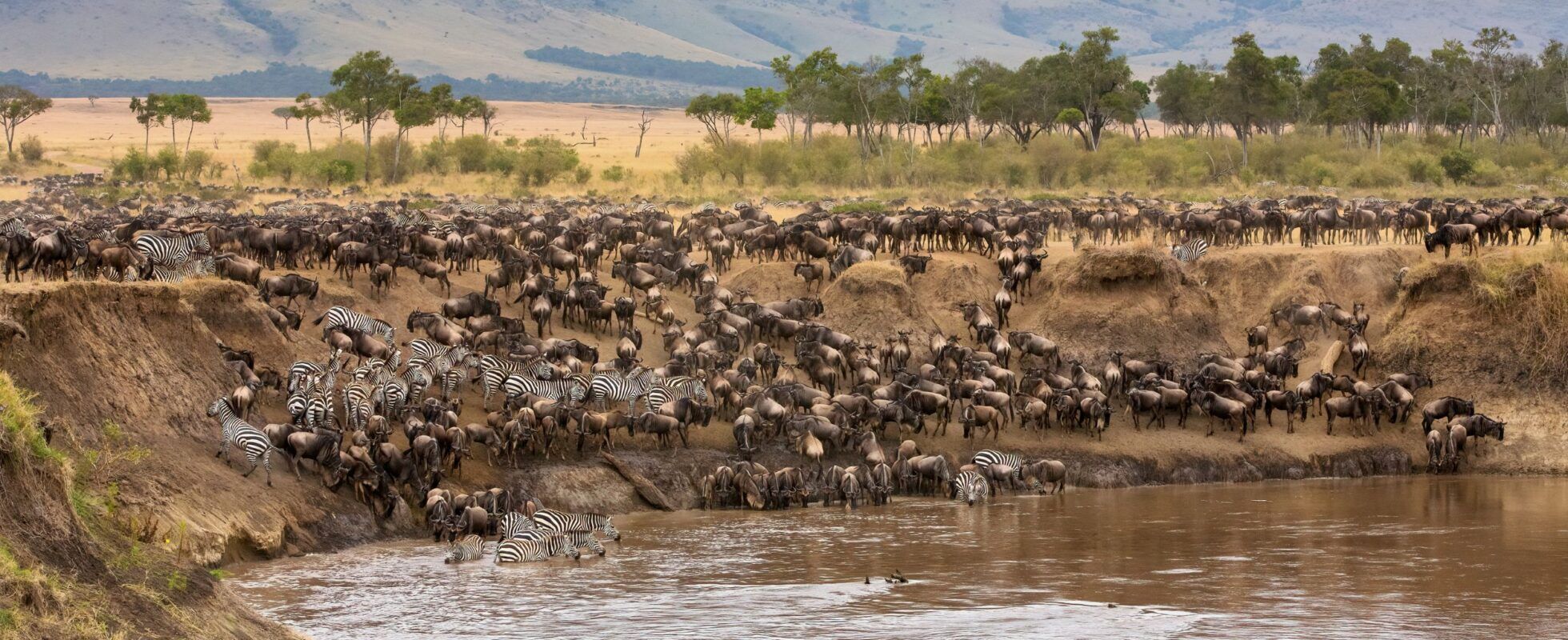 Die Große Tierwanderung masai mara