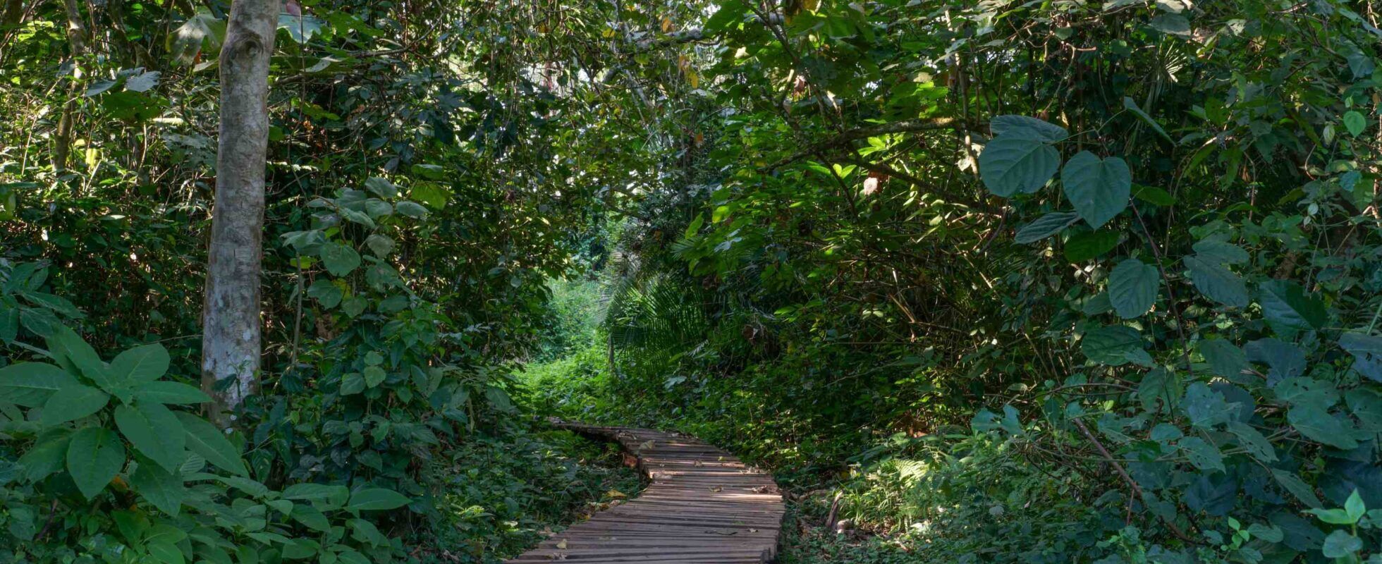 Holzpfad führt durch grünes Dickicht des Bigodi Wetland Sanctuary