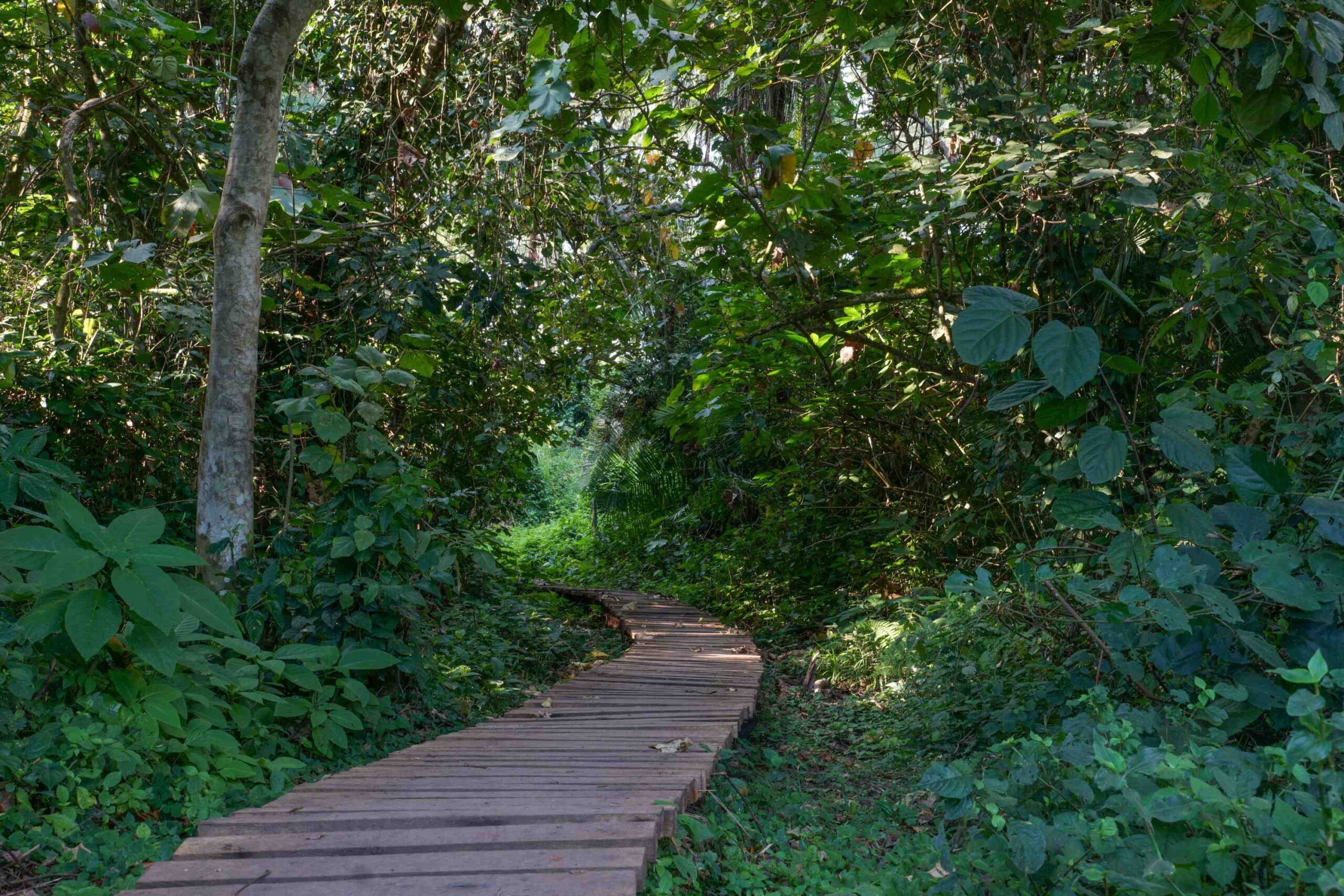 Sumpfwanderung im Bigodi Wetland Sanctuary im Kibale Nationalpark