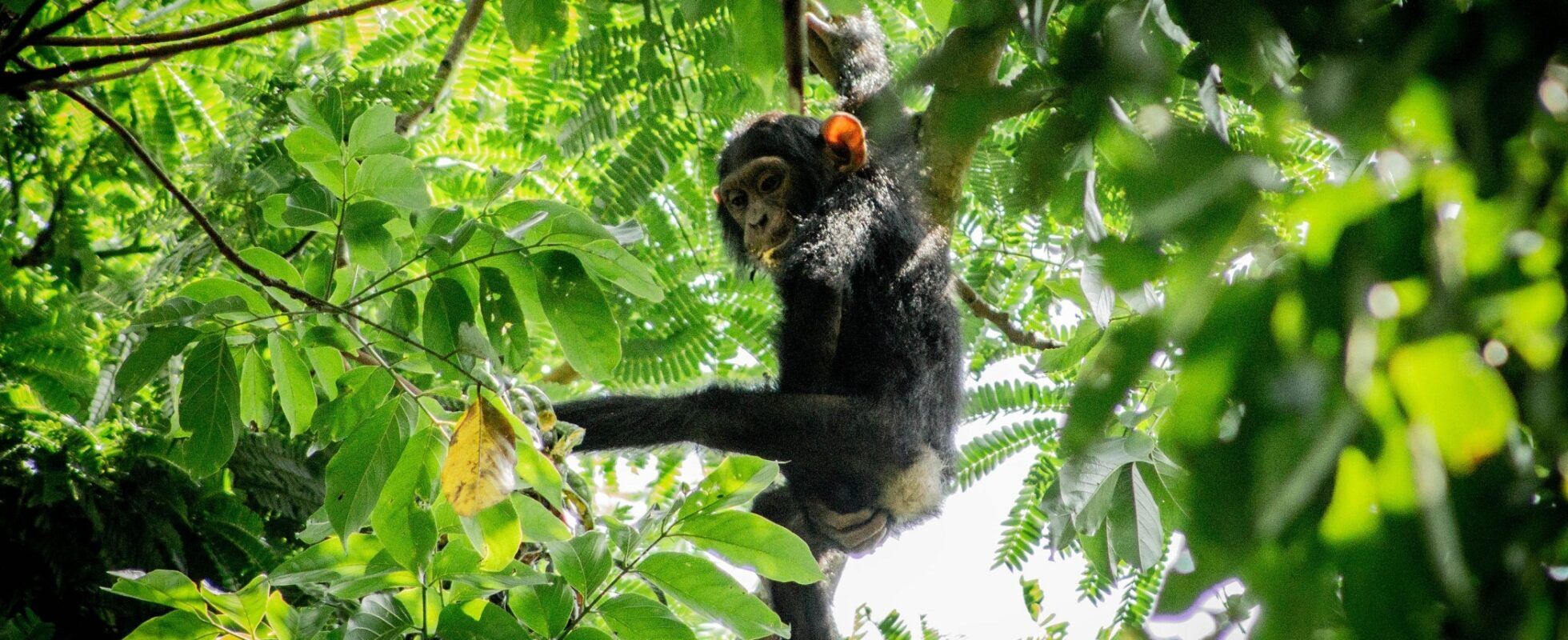 Schimpanse in einem Wald in Uganda