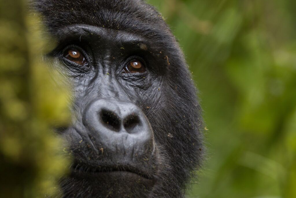 Nahaufnahme eines Gorillas