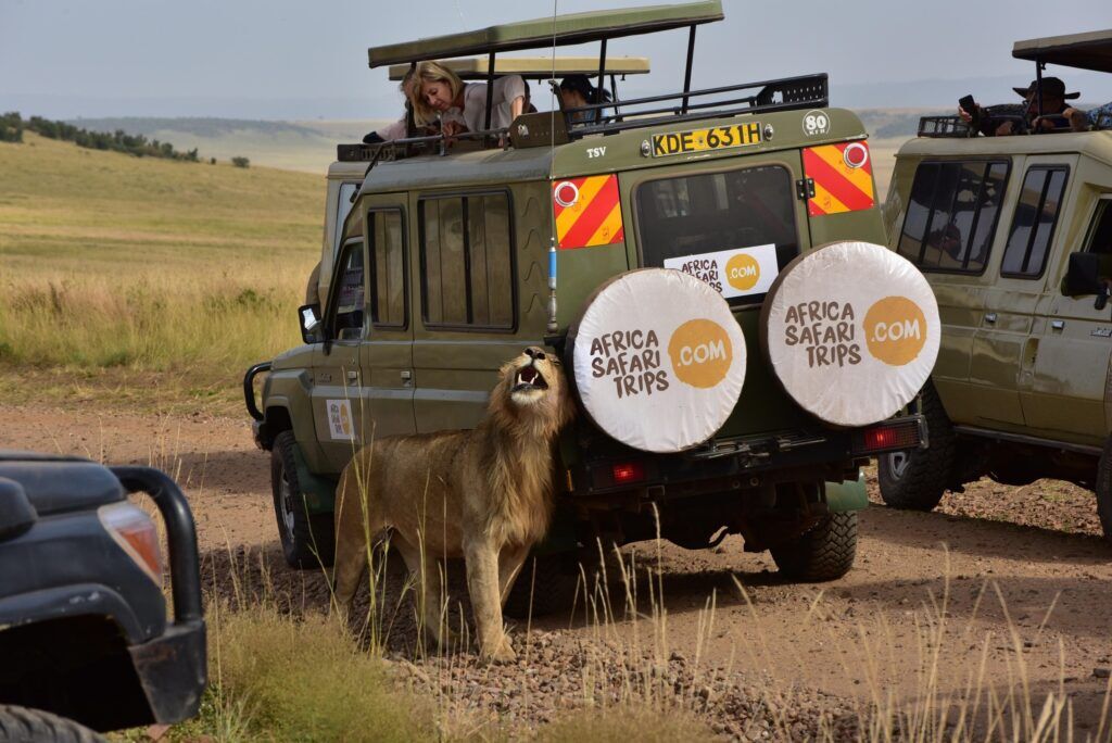 Kenia-Safari im privaten Safari-Jeep mit Löwe