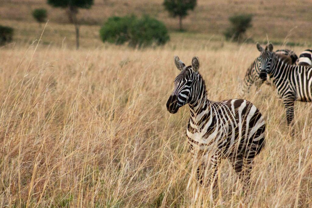 Zebras im Kidepo Valley Nationalpark