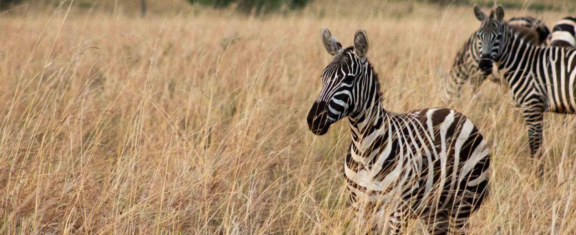 Zebras im Kidepo Valley Nationalpark