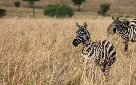 Zebras im Kidepo Valley Nationalpark