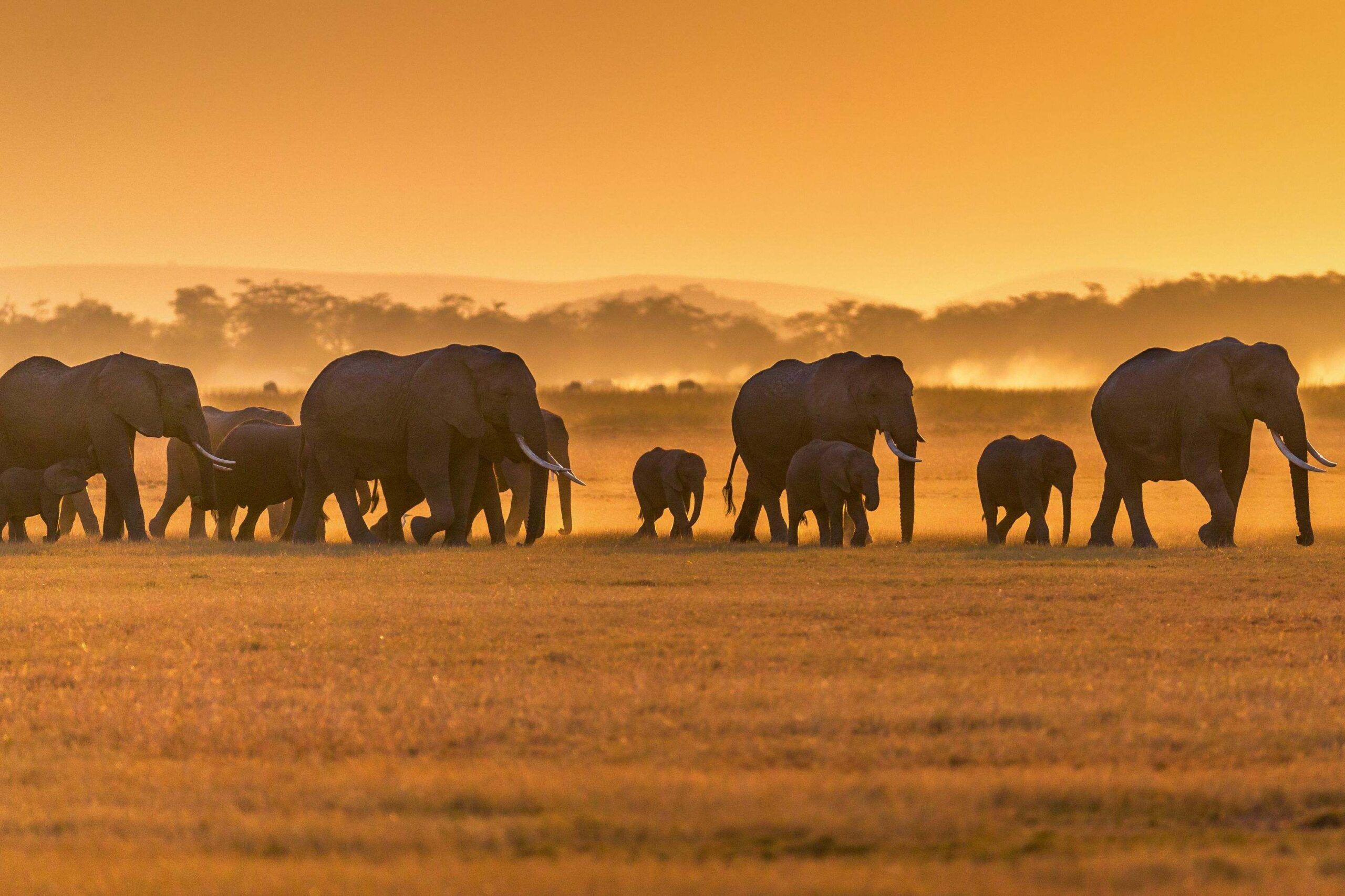 Sundowner in Tulia Amboseli