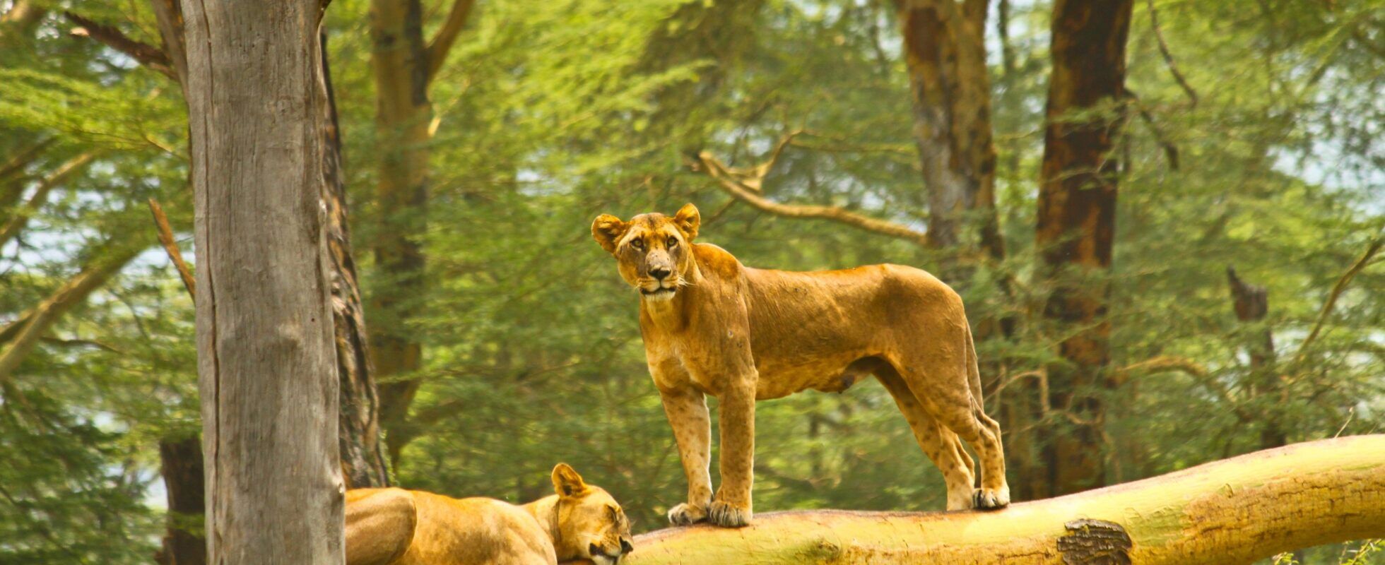 Eine Löwin liegt auf einem Baumstamm, die andere steht, Wald im Hintergrund, Lake Nakuru Nationalpark