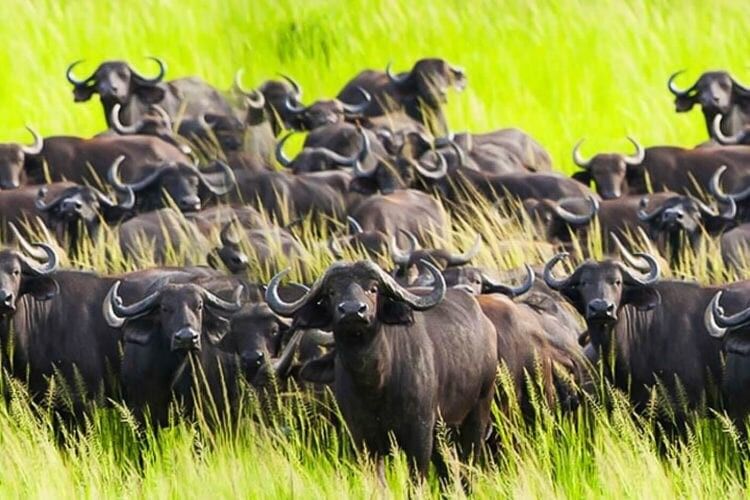 Eine Büffelherde im hohen grünen Gras, ein Büffel blickt nach vorn