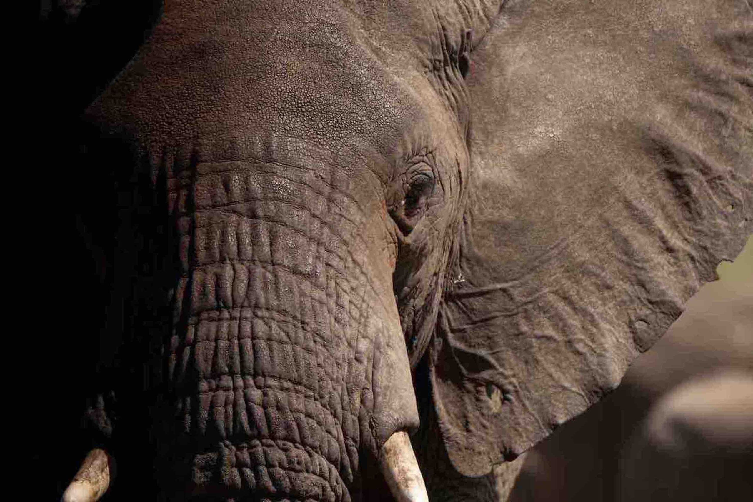 Elefant in Nahaufnahme im Tsavo East Nationalpark