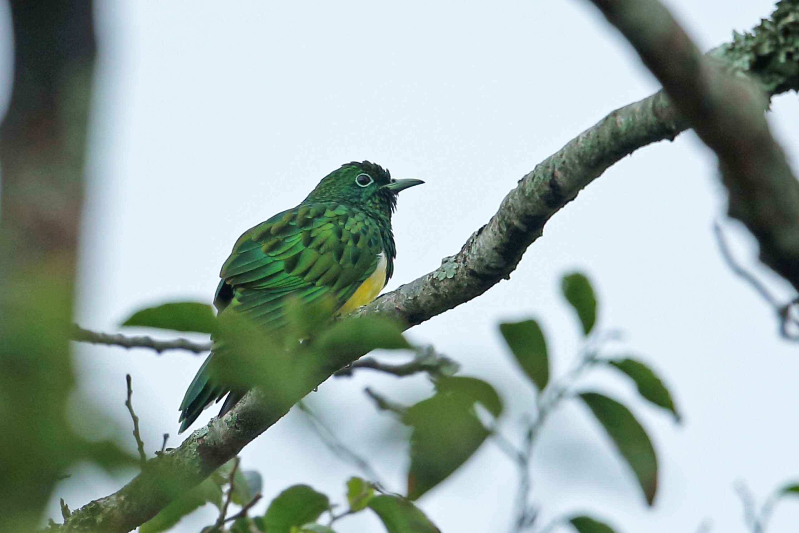 Afrikanischer Smaragdkuckuck im Bwindi Impenetrable Nationalpark