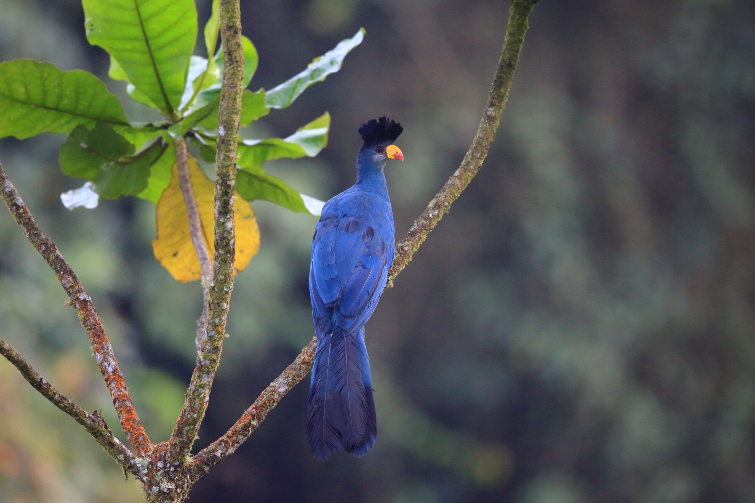 Blauturako im Bwindi Impenetrable Nationalpark