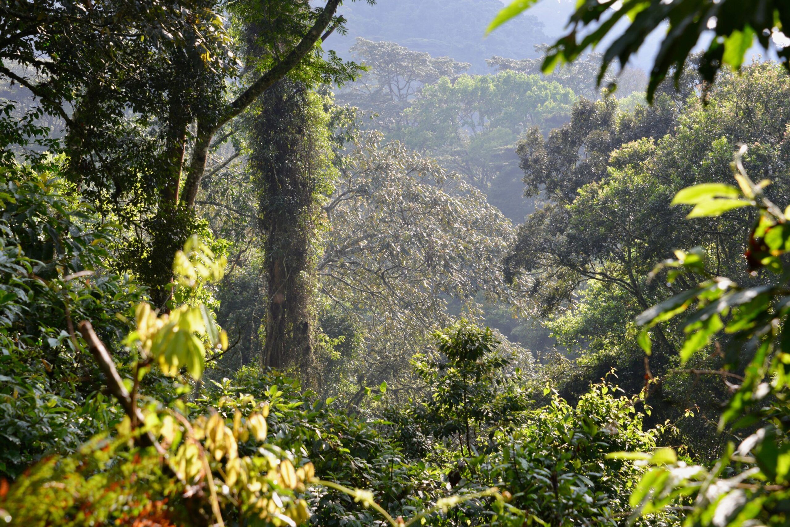 Dichter Regenwald im Bwindi Impenetrable Nationalpark