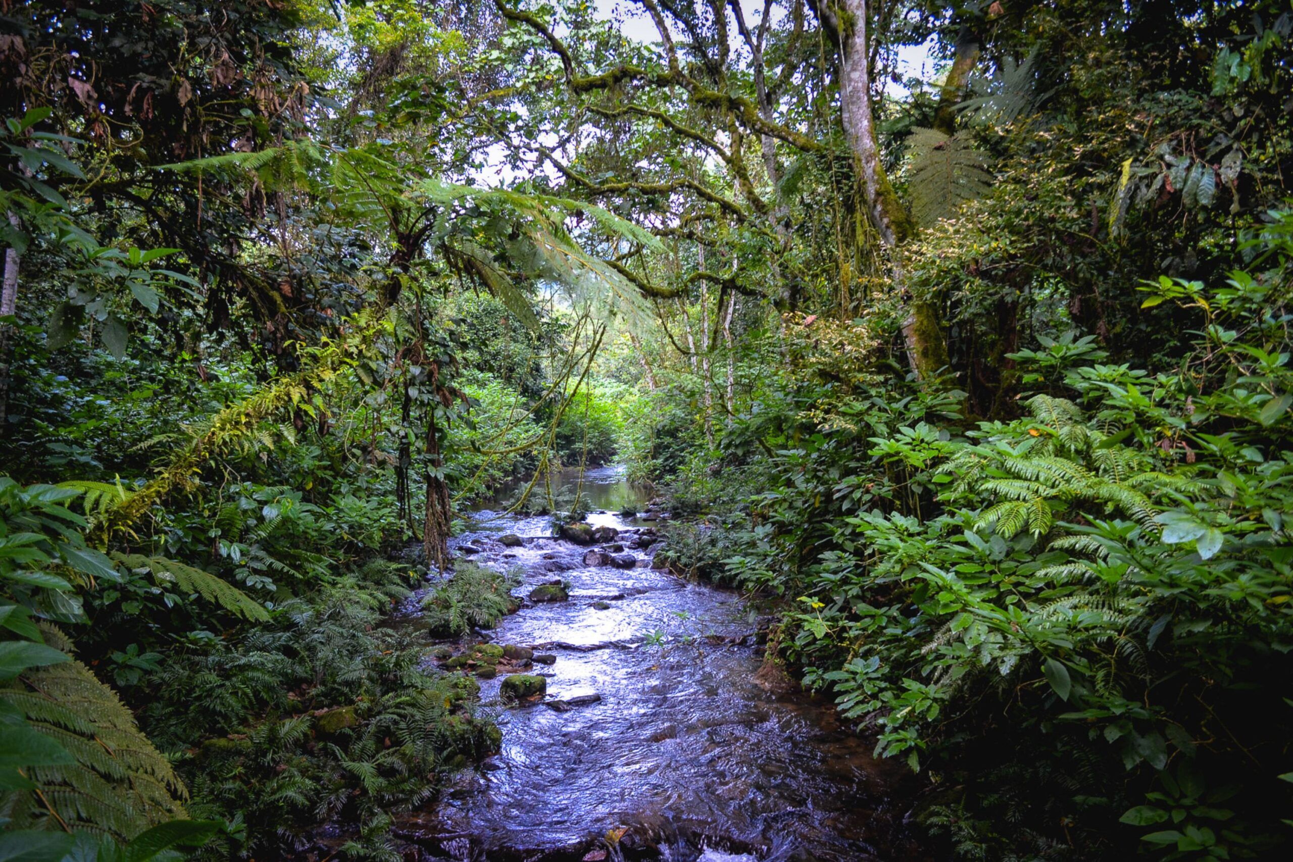 Bach fließt durch grünen Wald im Bwindi Impenetrable National Park