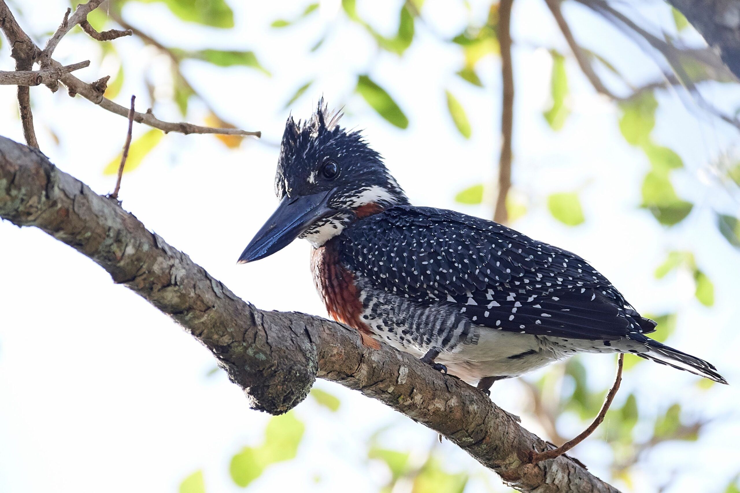 Riesenfischer im Bwindi Impenetrable Nationalpark