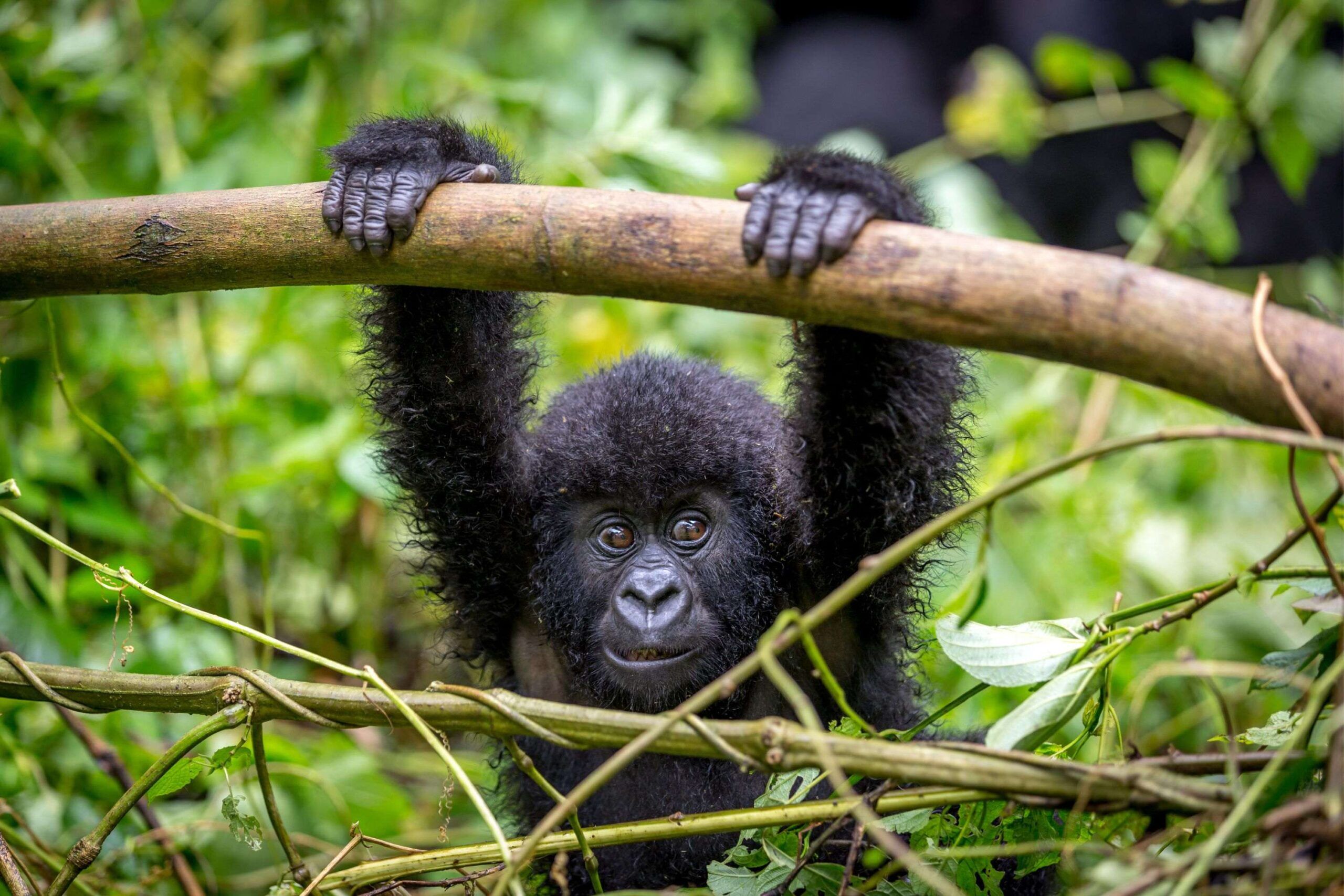 Berggorillababy hängt an einem Ast umgeben von grünen Blättern im Bwindi Impenetrable Nationalpark