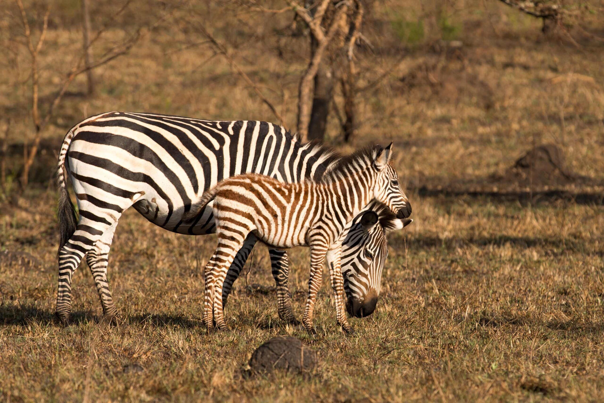 Zebramutter grast und Zebrajunges steht vor ihr in einer Graslandschaft