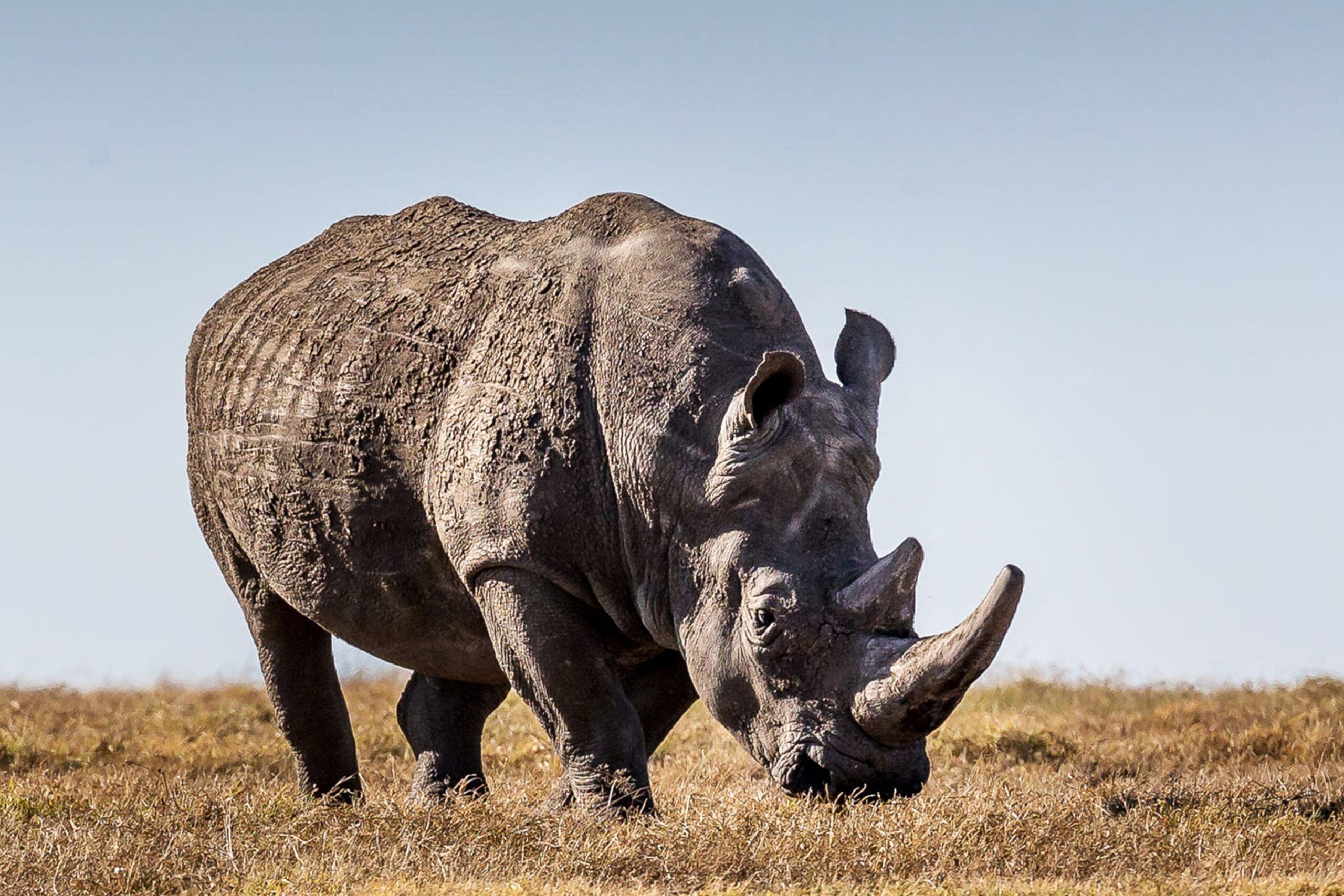 Breitmaulnashorn im hellen Gras, Ol‘ Pejeta Schutzgebiet