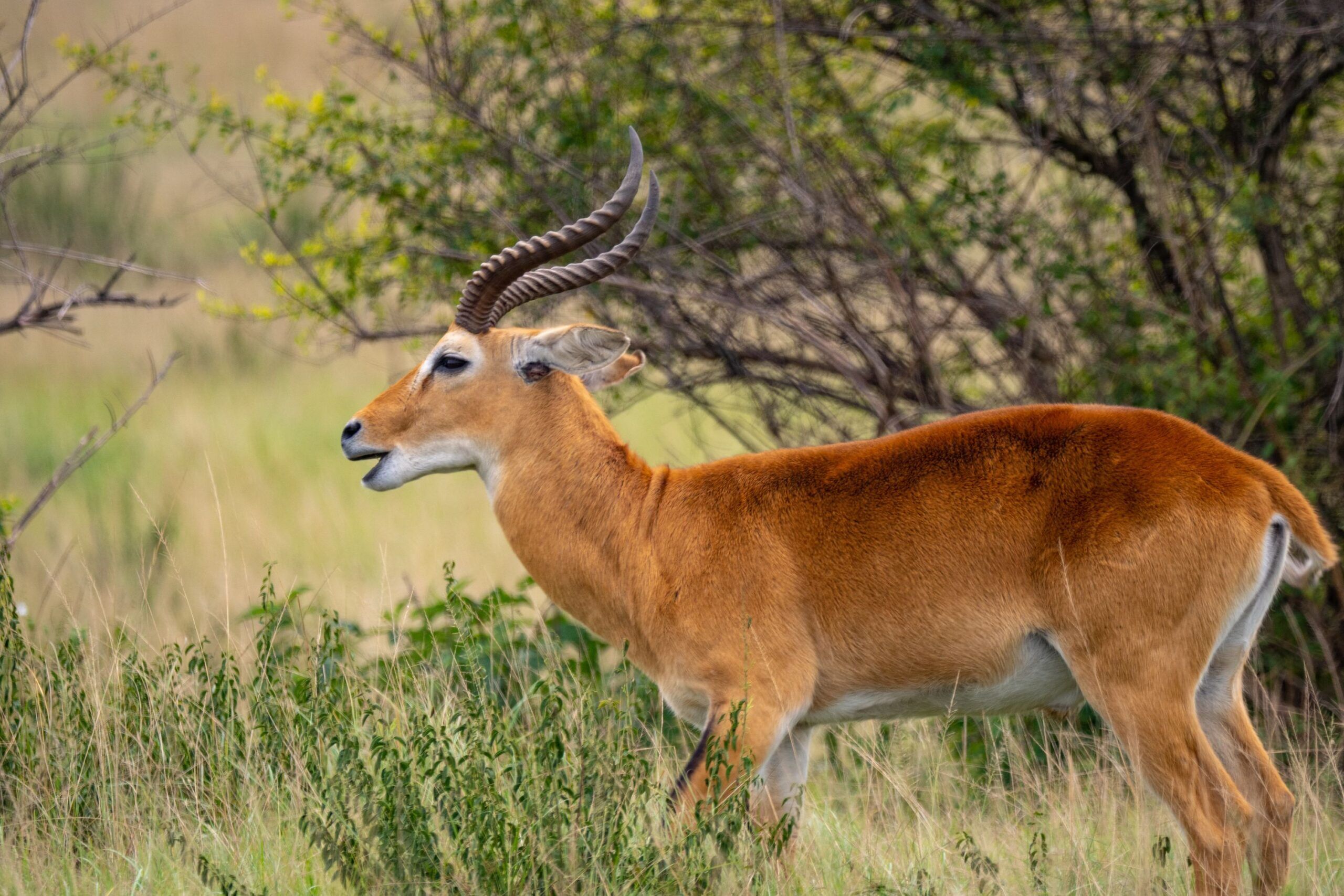 Grasantilope steht vor einem Baum im hohen Gras, Queen Elizabeth Nationalpark, Uganda