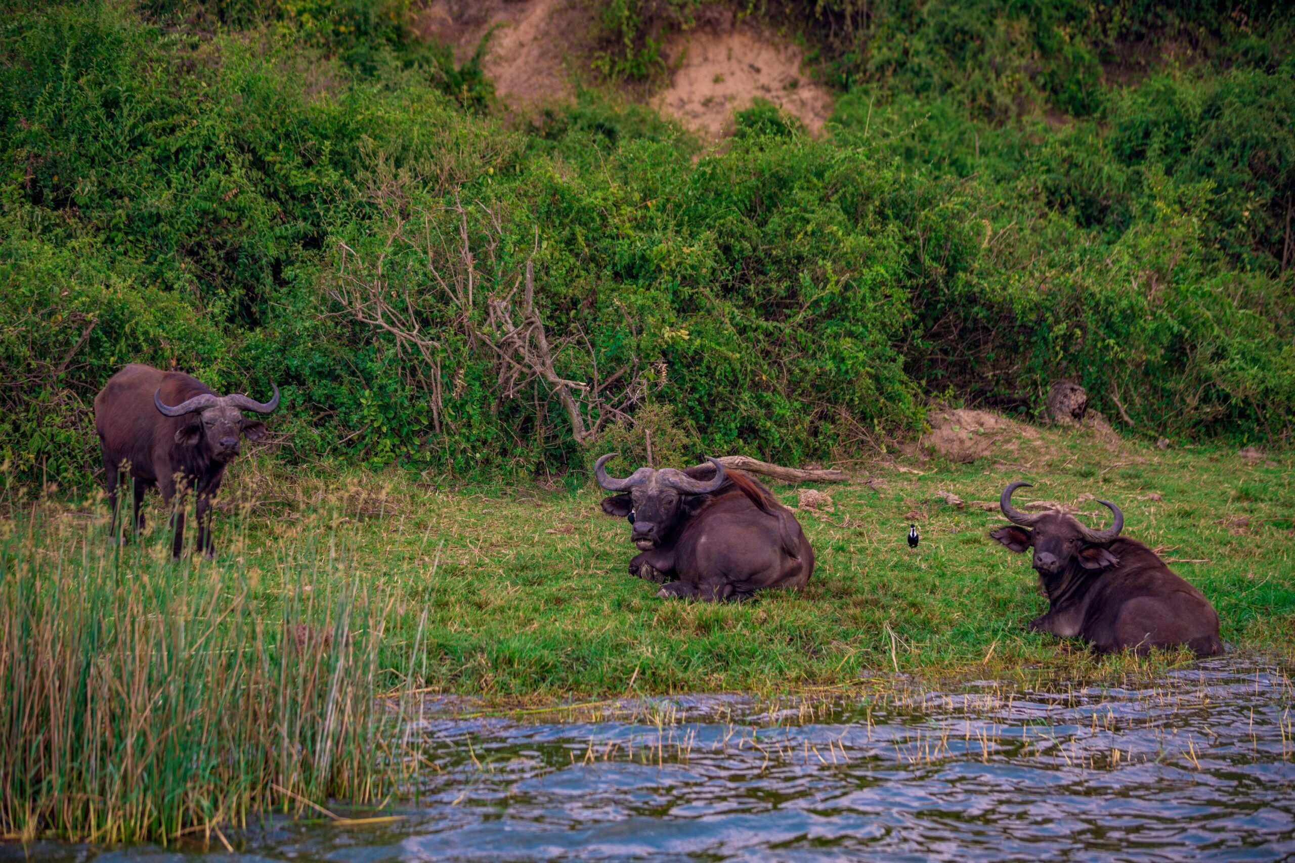 Mehrere Büffel liegen vor einem Berg im Gras am Wasser, Queen Elizabeth Nationalpark