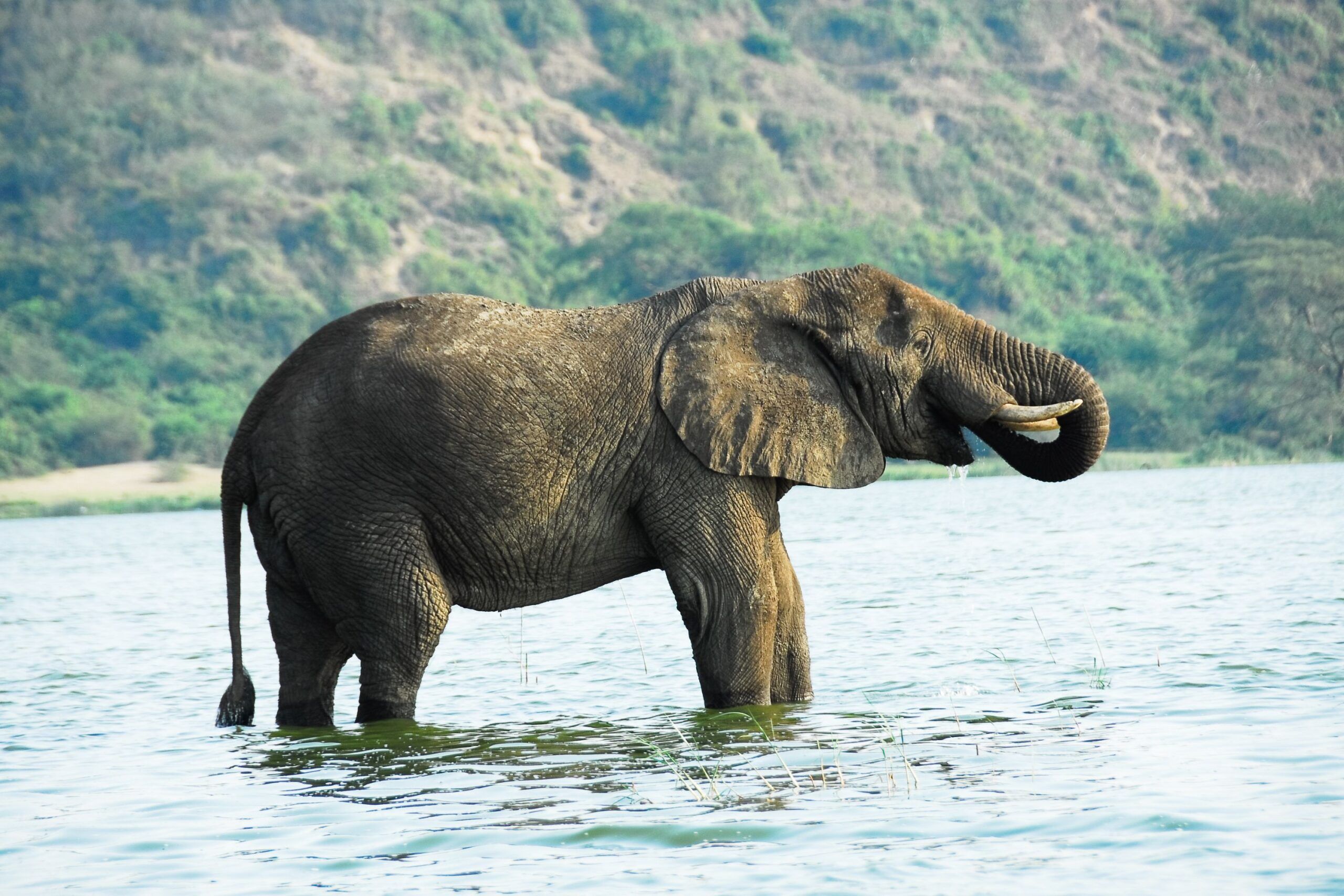 Elefant steht im seichten Wasser und trinkt, Berge im Hintergrund, Queen Elizabeth Nationalpark, Uganda