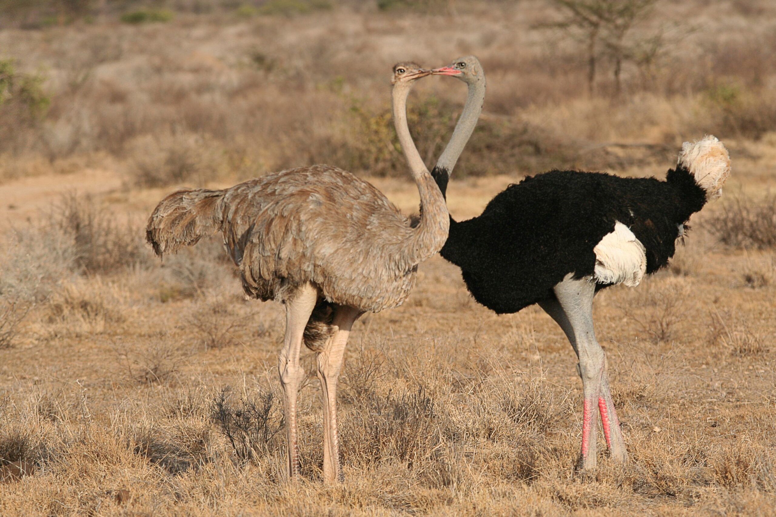 Straußenmännchen und Straußenweibchen stehen sich im hellen Gras gegenüber, Samburu Nationalreservat