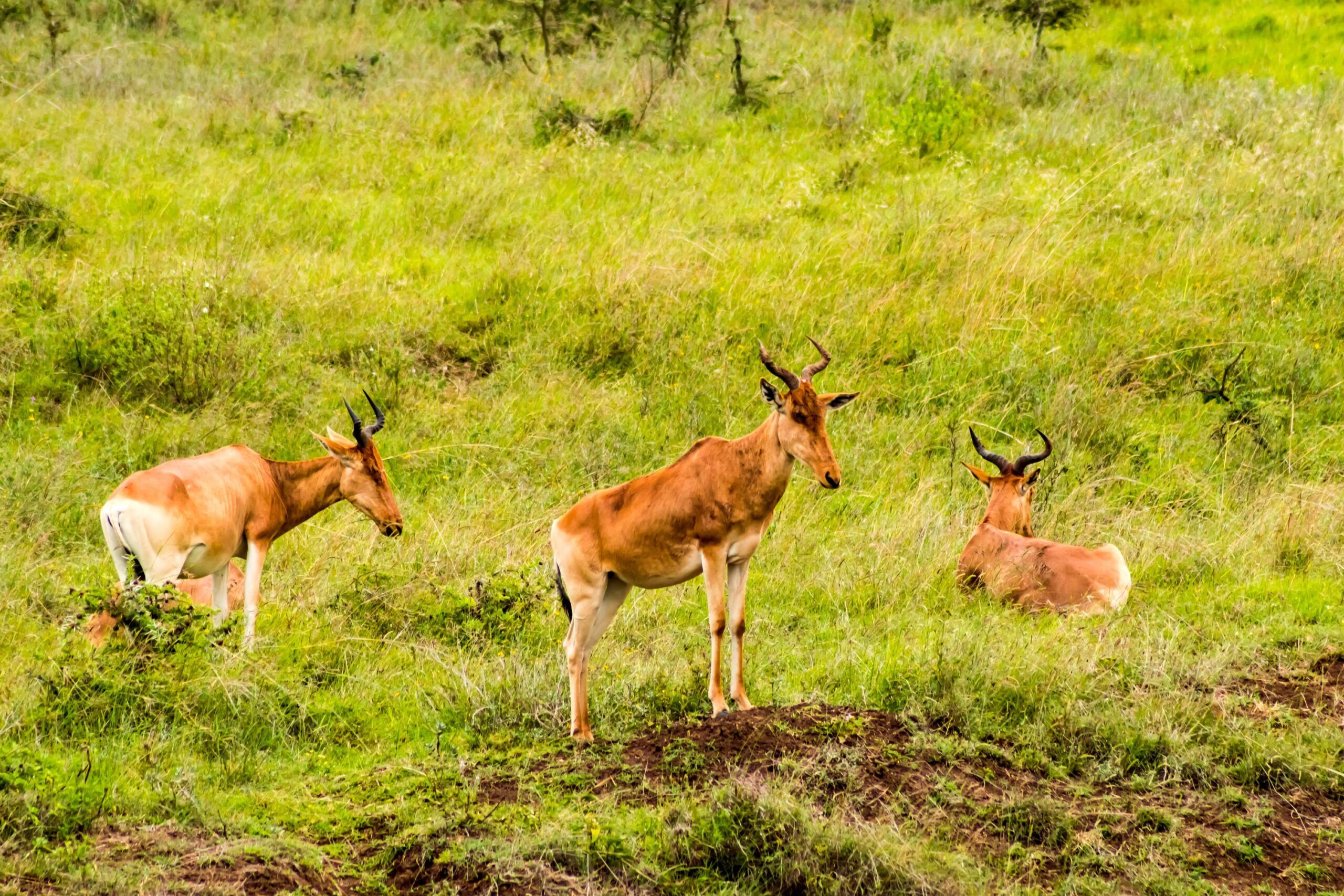 Drei Hunter-Antilopen liegen und stehen im grünen Gras, Tsavo East Nationalpark