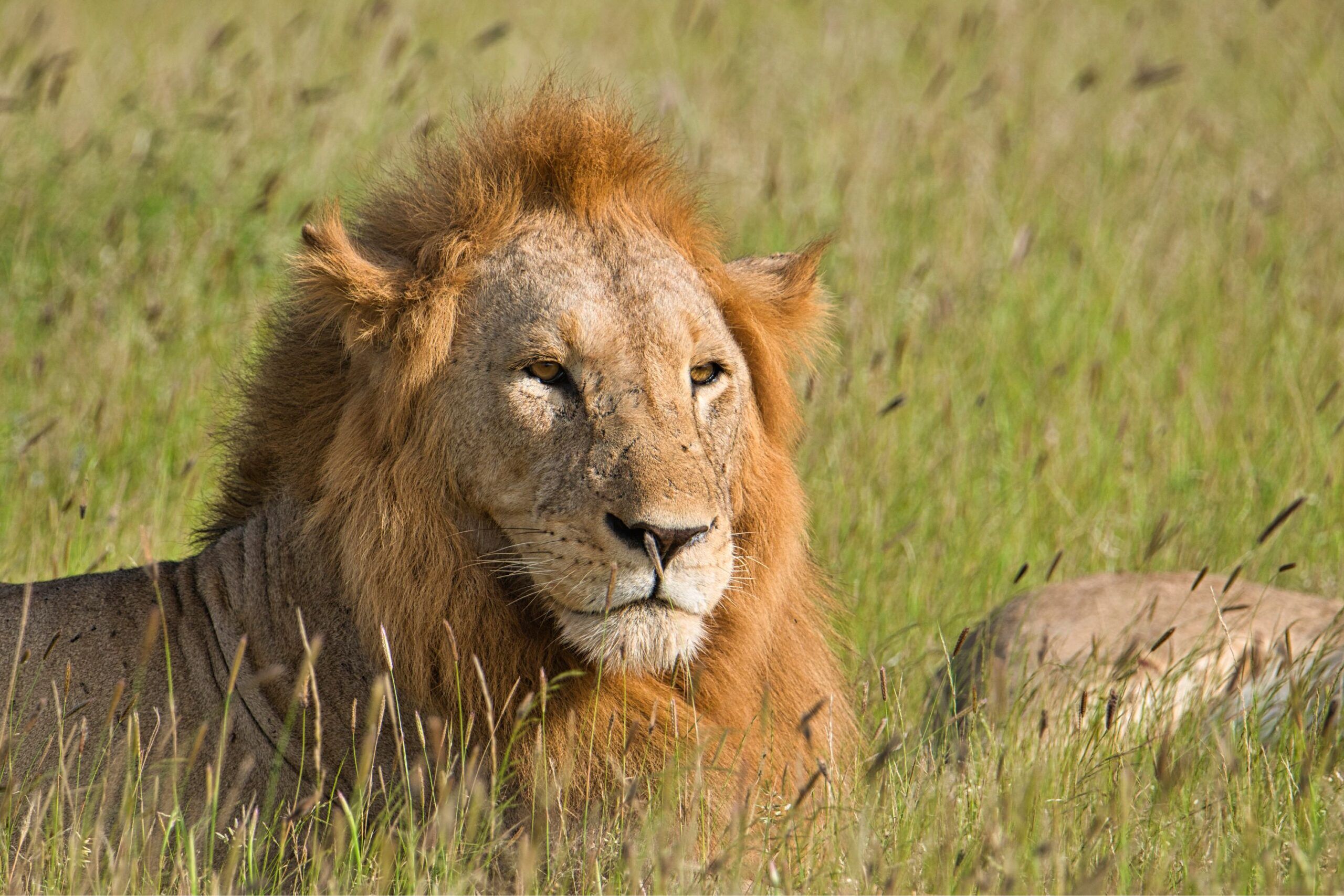 Junger Löwe liegt im Gras des Tsavo East Nationalparks