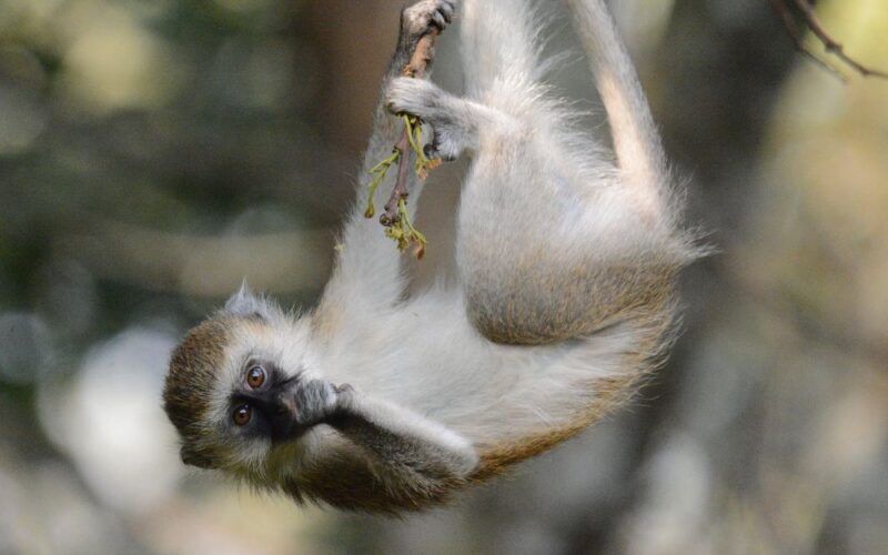 Grünmeerkatze in den Sipi Falls Region