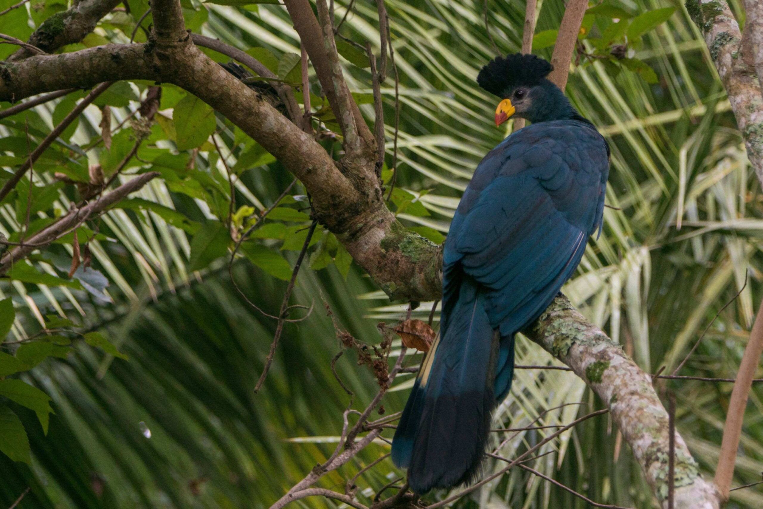 Riesenturako sitzt auf Ast umgeben von grünen Blättern im Bigodi Wetland Sanctuary