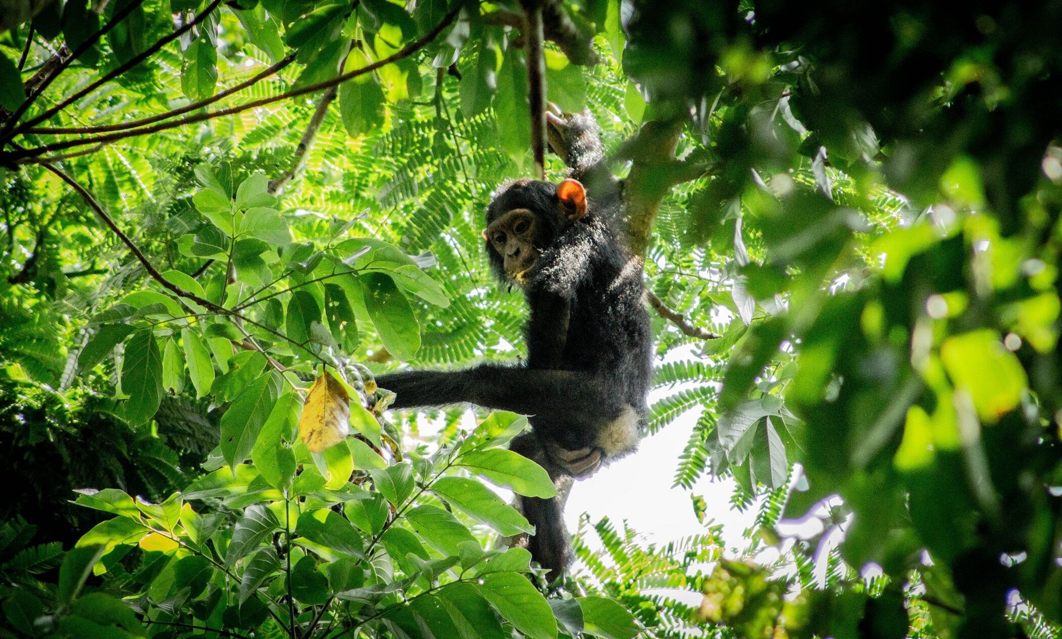 Schimpanse in einem Wald in Uganda