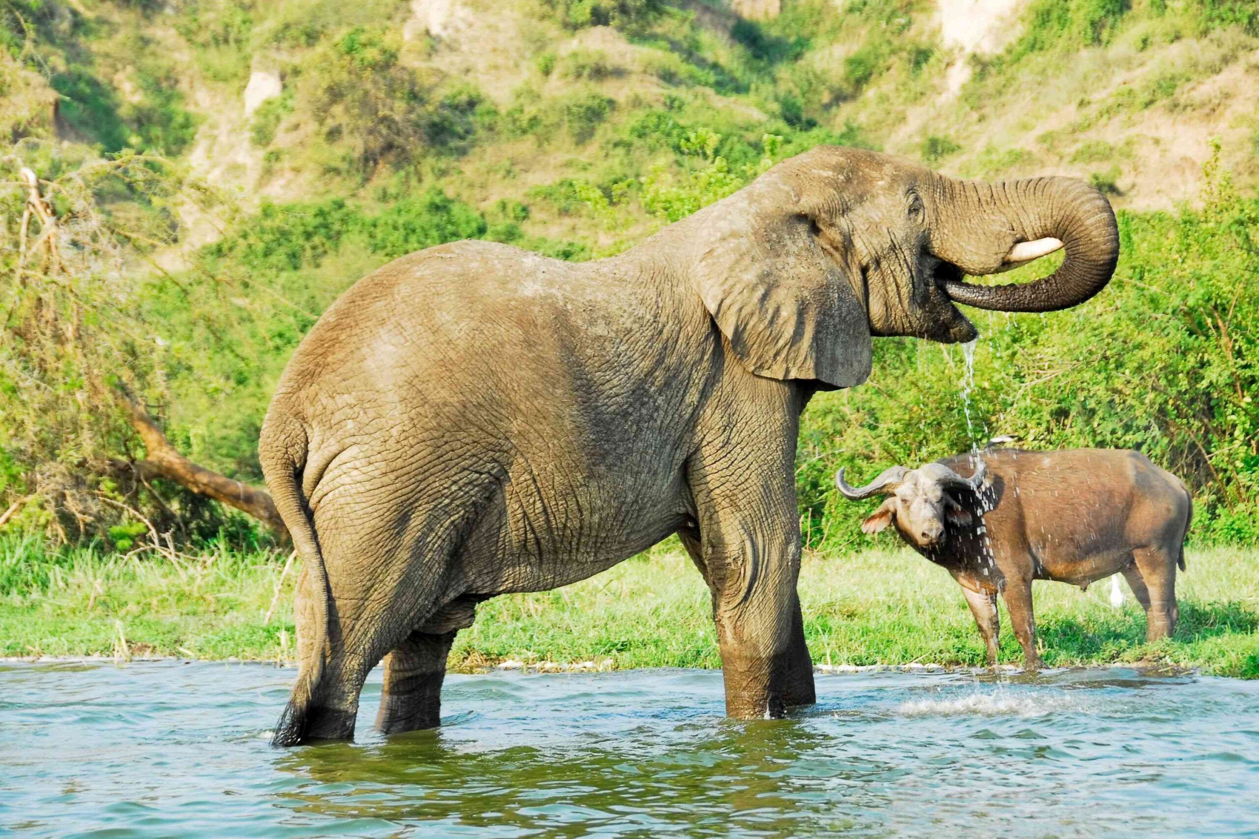 Elefant steht im Wasser und trinkt, Büffel steht im Gras im Hintergrund