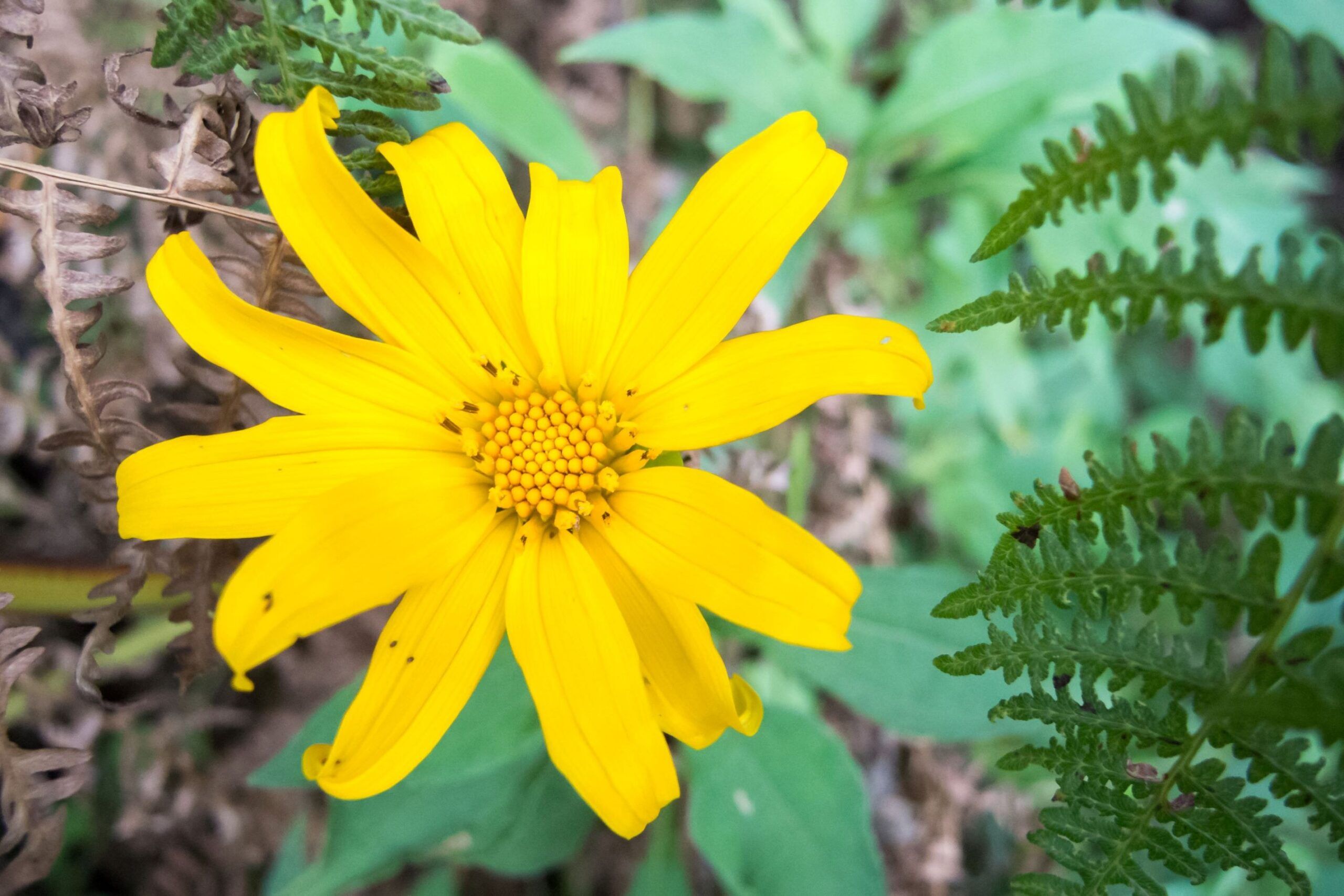 Eine gelbe Blume bei den Sipi Falls