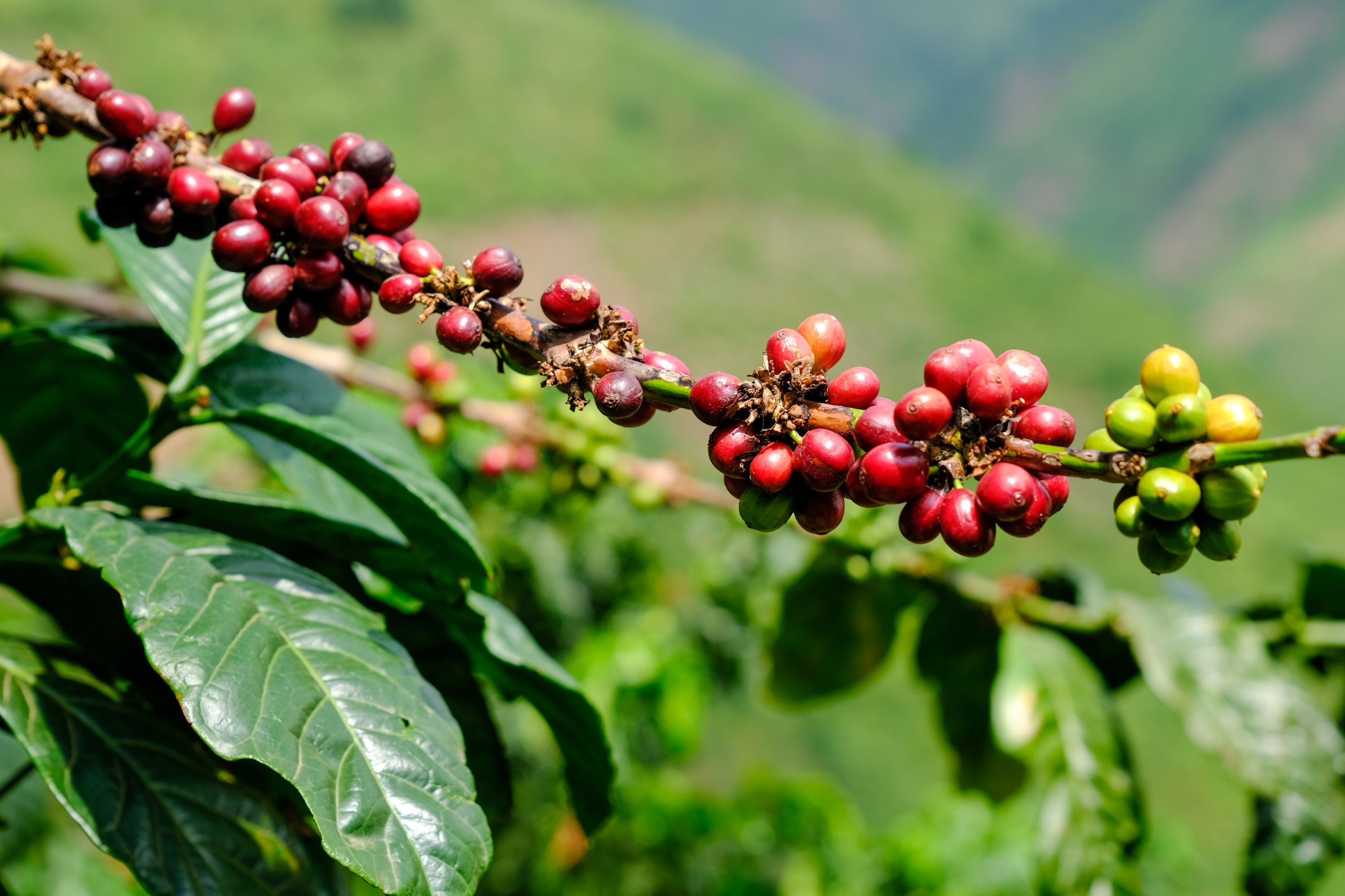 Kaffeekirschen wachsen an einer Kaffeepflanze