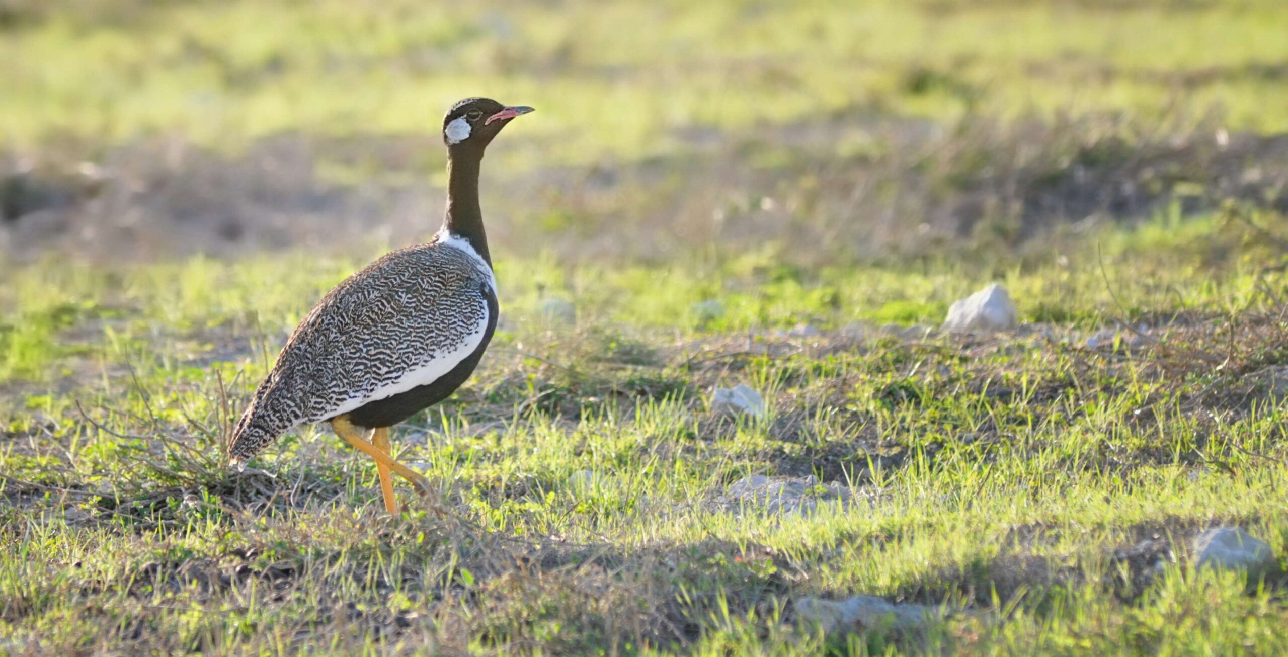 Gackeltrappe sitzt im weiten grünen Gras des West Coast Nationalparks