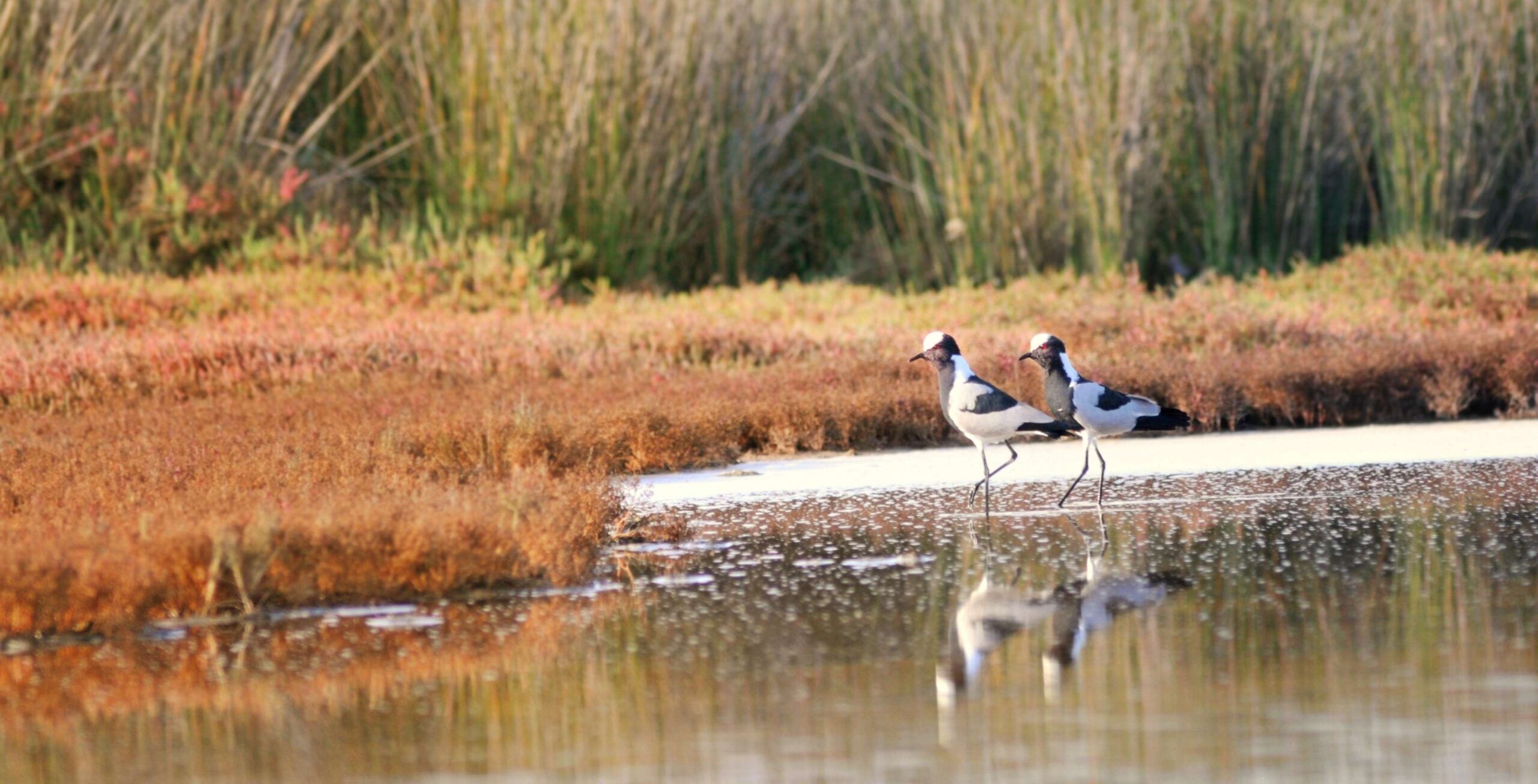 Schmiedekiebitze laufen im seichten Wasser neben Gasland im West Coast Nationalpark