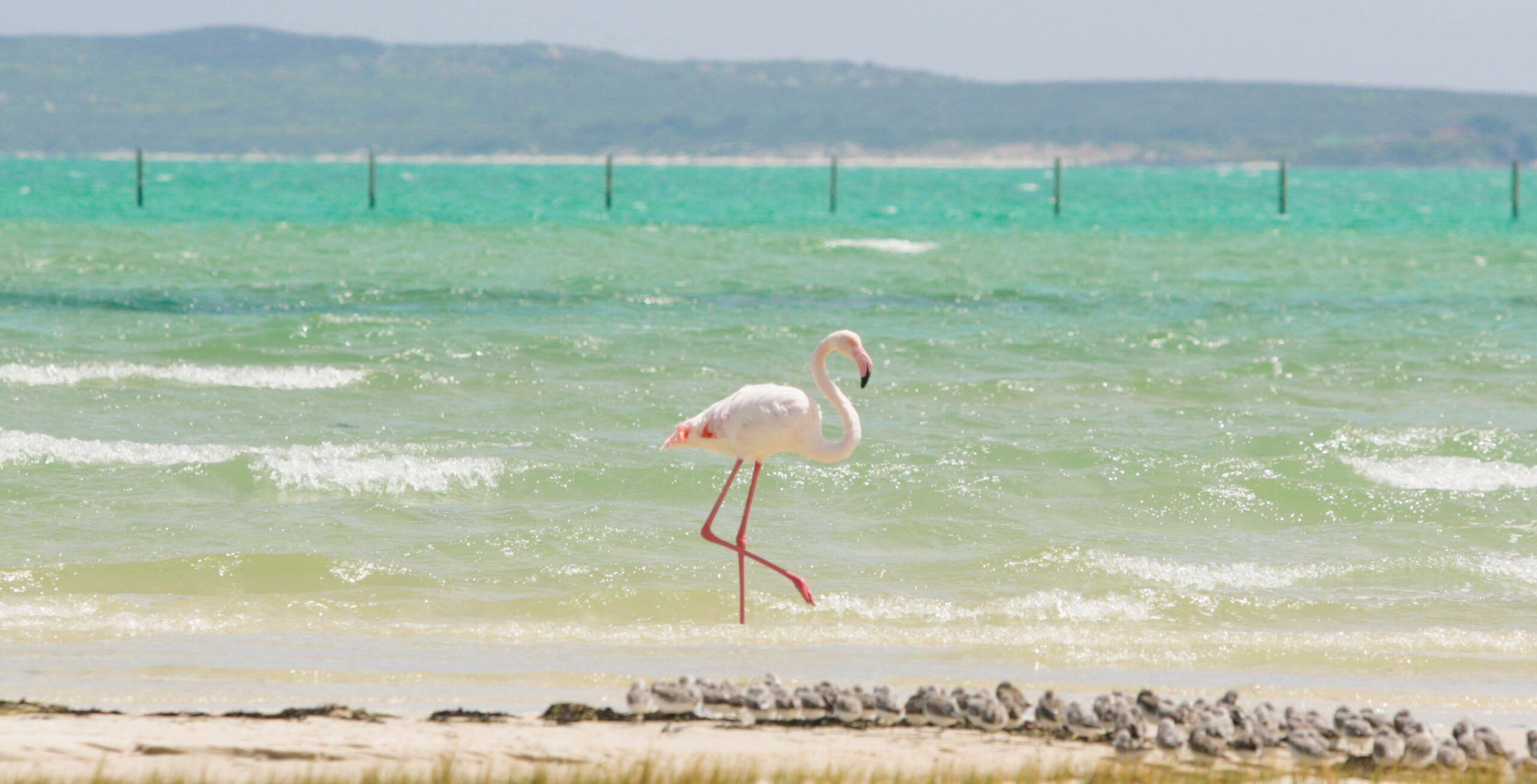 Flamingo läuft im seichten Wasser des türkisfarbenen Ozeans im West Coast Nationalpark