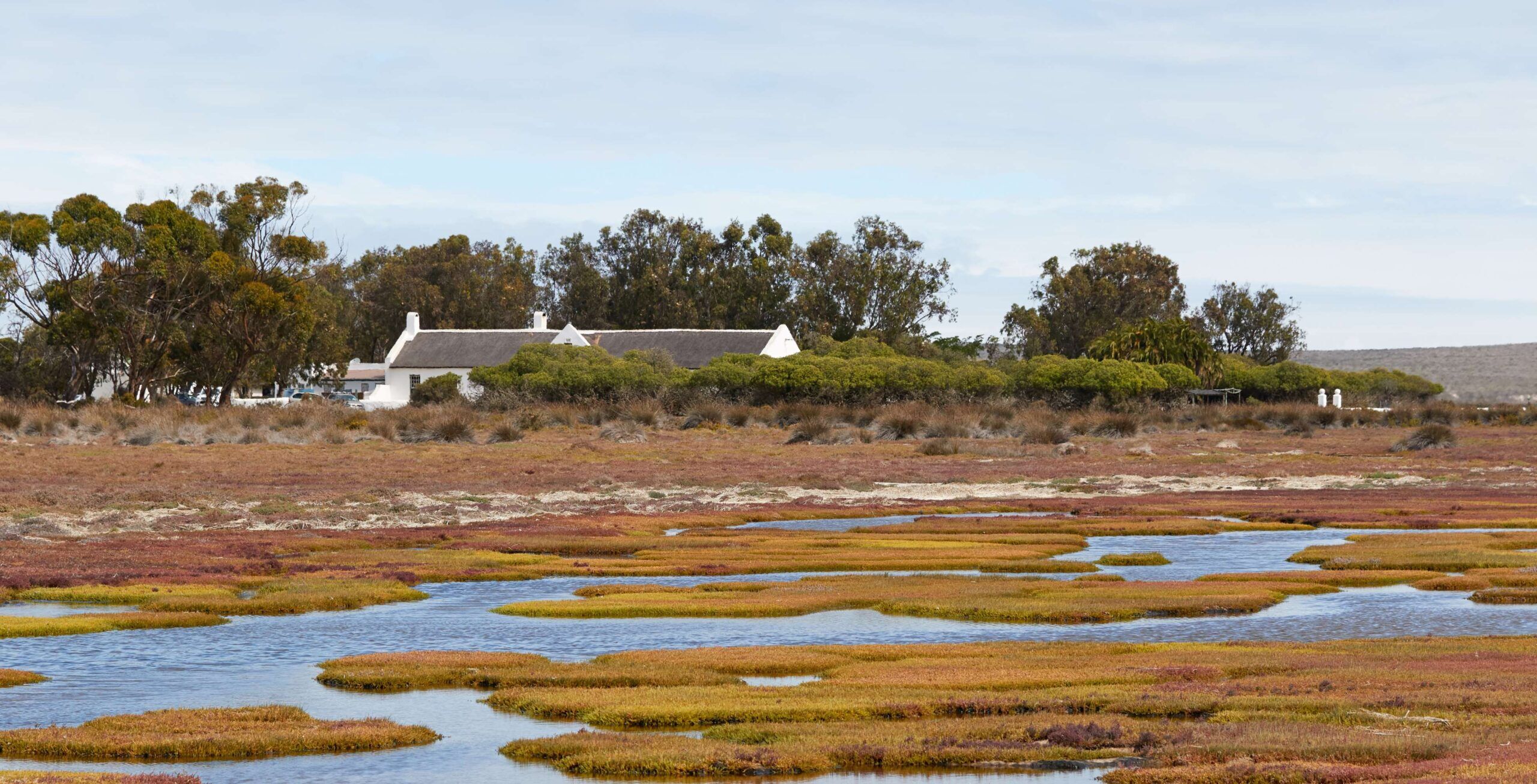 Gräser im Gewässer des West Coast Nationalparks mit Häusern im Hintergrund